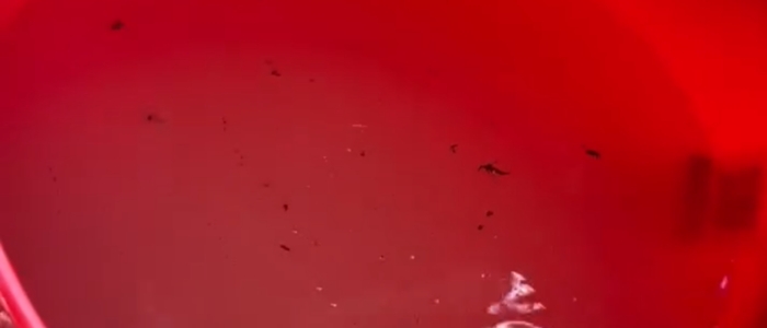 Kill Bugs and dry wood fast by Shuowei kiln