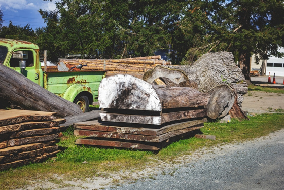 Does Live Edge Wood Need to Be Dried